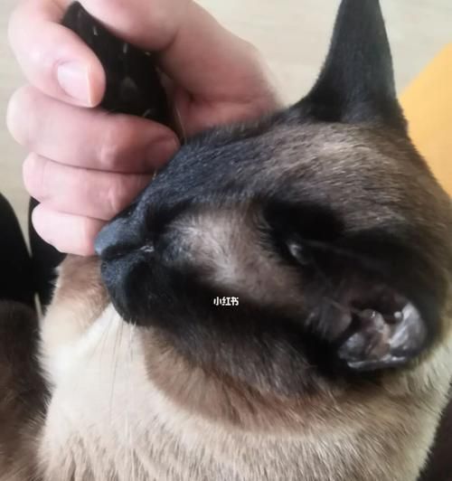 狗狗的嗅觉能力（探索狗狗神奇的嗅觉世界）