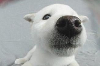 狗狗的嗅觉能力（探索狗狗神奇的嗅觉世界）
