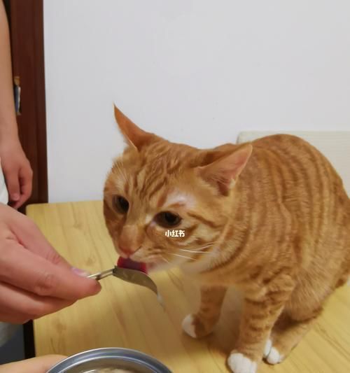 猫咪为何不怕橘子味（探究猫咪对橘子味的感知和反应）