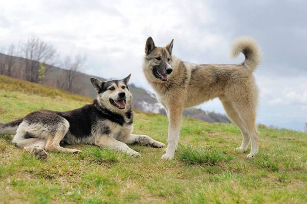 两只,狗,混种犬,自然_高清图片_全景视觉