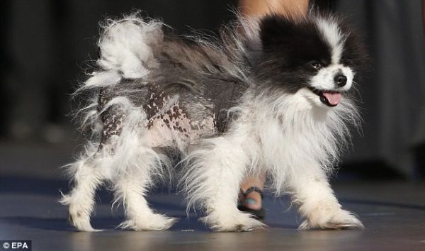 混种犬勇夺"世界丑狗"大赛冠军