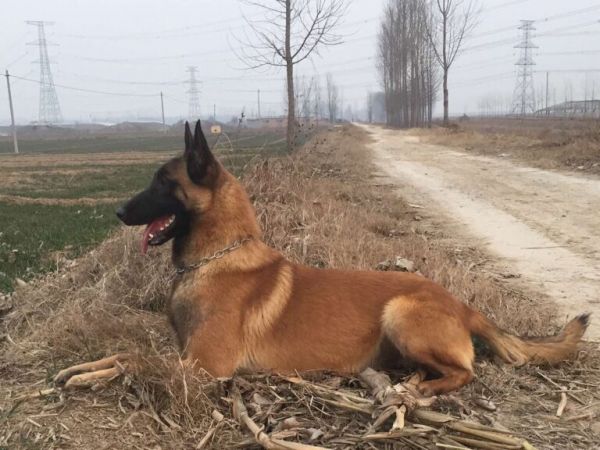 马犬血统是否纯正,看这几个地方就行,一看一个准