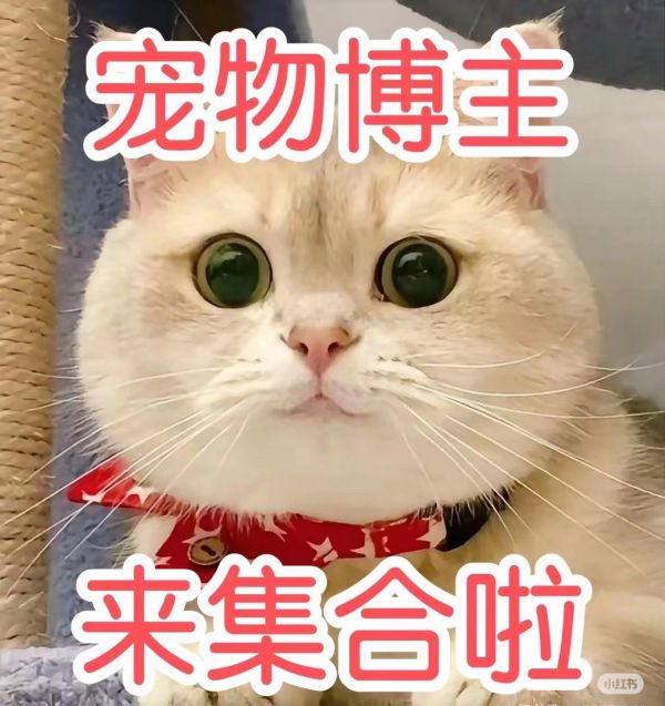 哔哔哔～宠物博主集合❗️ 家里有猫咪狗狗的就行 0米分也️ 只要看上眼，跟我混 #创作灵感 #萌宠出道计划 #萌宠日常记录 #猫咪 #宠物博主