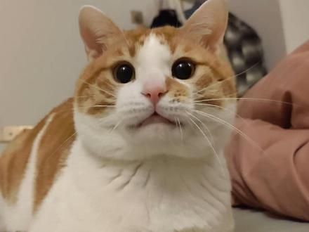 OiOi#萌宠 #猫