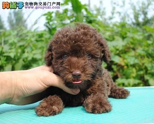 茶杯犬宝宝热销中、全程实拍直接视频、三年质保协议 