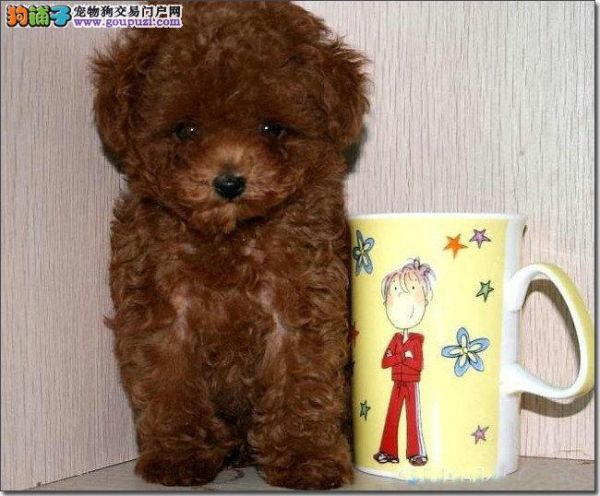 沈阳哪里有卖茶杯犬 长不大的茶杯犬多少钱 纯种茶杯犬 
