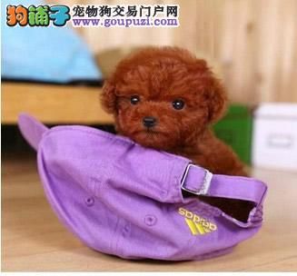 热销多只优秀的贵阳纯种茶杯犬幼犬喜欢微信咨询 