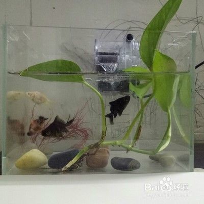 怎样养小金鱼
