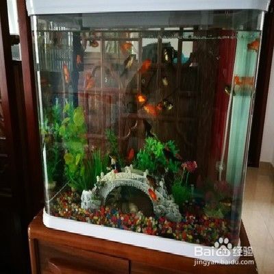 怎样养小金鱼