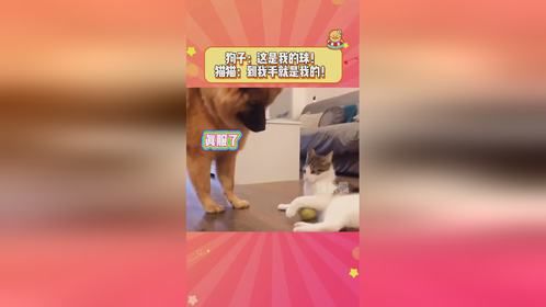 猫：你舍不得玩的球我两只脚蹬 