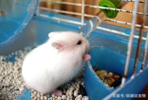 银狐仓鼠的正确饲养方法是什么?
