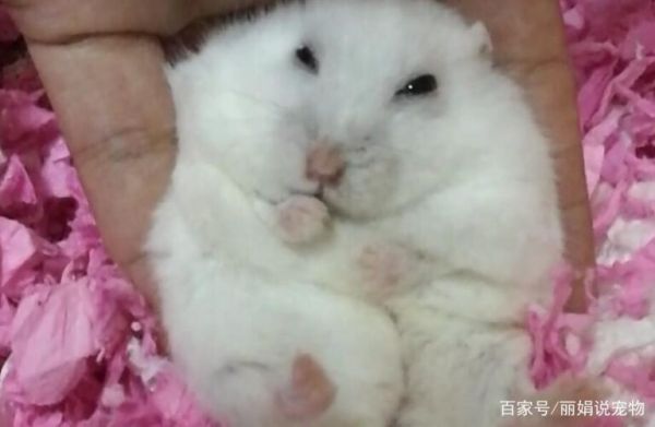 银狐仓鼠的正确饲养方法是什么?