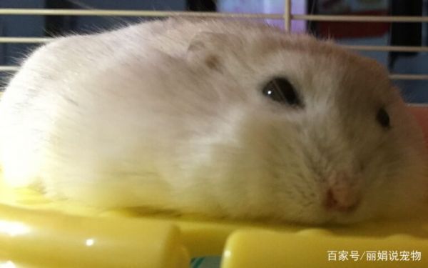银狐仓鼠的正确饲养方法是什么?