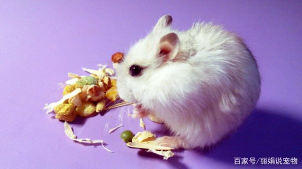 银狐仓鼠的正确饲养方法是什么?