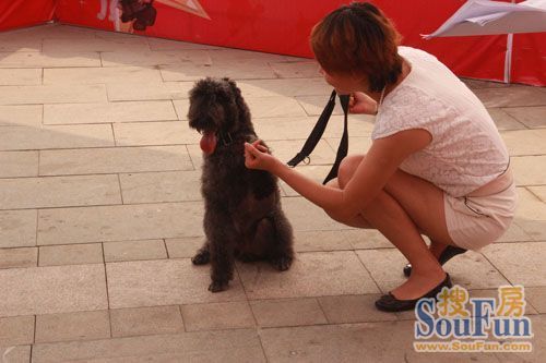 远洋•海逸世家杯首届宠物犬大赛初赛第三轮圆满结束