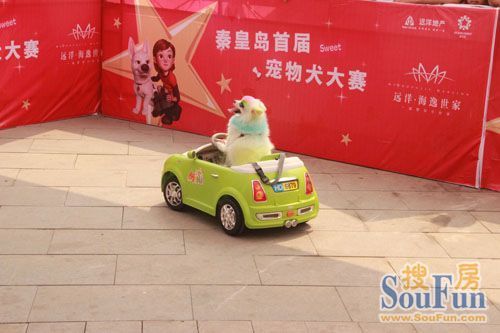远洋•海逸世家杯首届宠物犬大赛初赛第三轮圆满结束