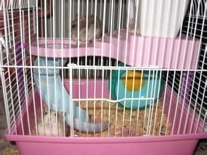 仓鼠养殖注意事项