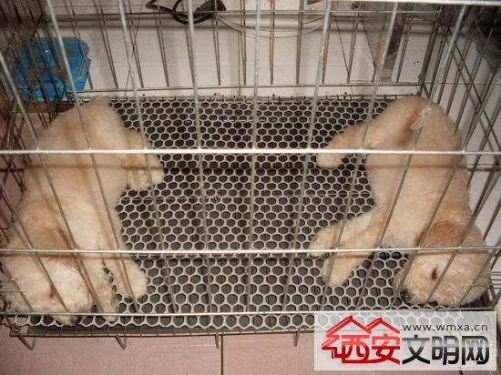 春节假期宠物寄存一窝难求 飞机托运提醒记得自备航空箱