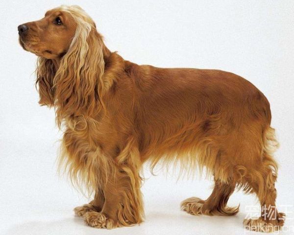 可卡犬