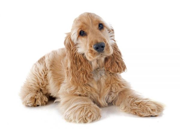 可卡犬