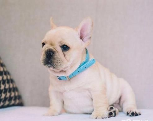 法国斗牛犬