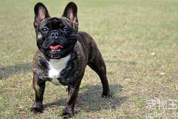 法国斗牛犬