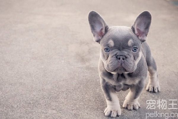法斗幼犬