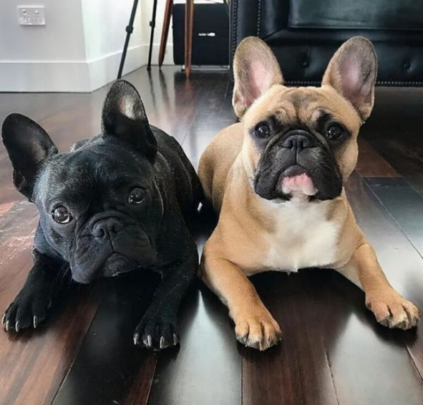 要怎样区分英国斗牛犬和法国斗牛犬
