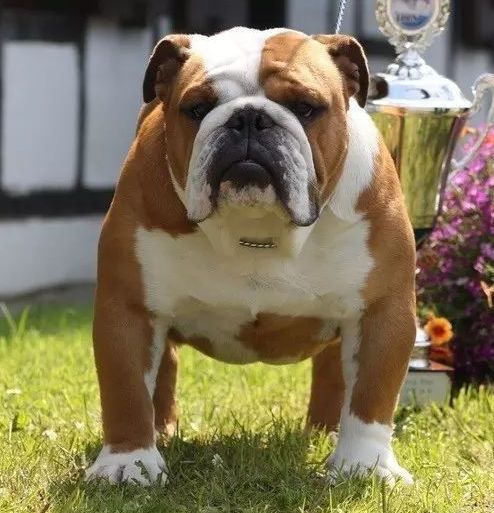 要怎样区分英国斗牛犬和法国斗牛犬