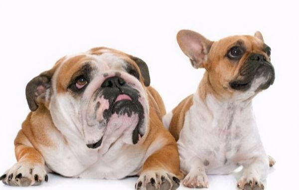 要怎样区分英国斗牛犬和法国斗牛犬