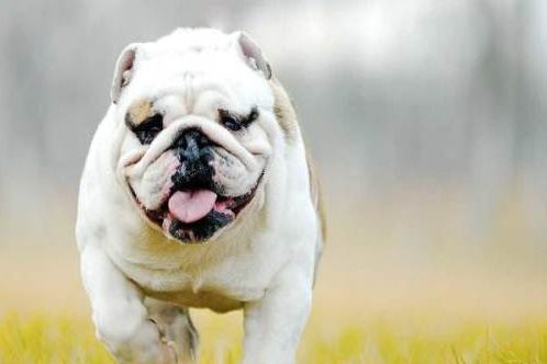 要怎样区分英国斗牛犬和法国斗牛犬