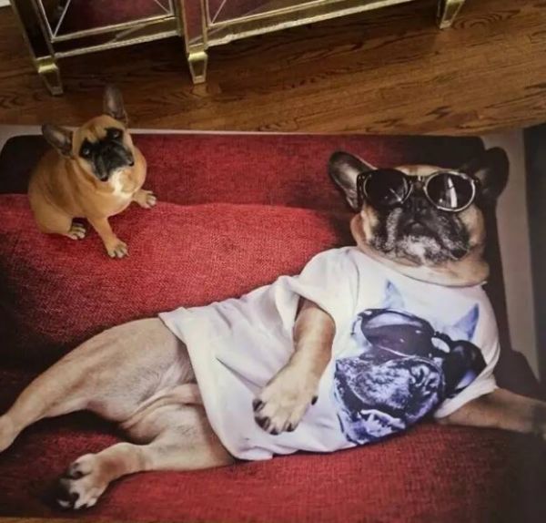 要怎样区分英国斗牛犬和法国斗牛犬
