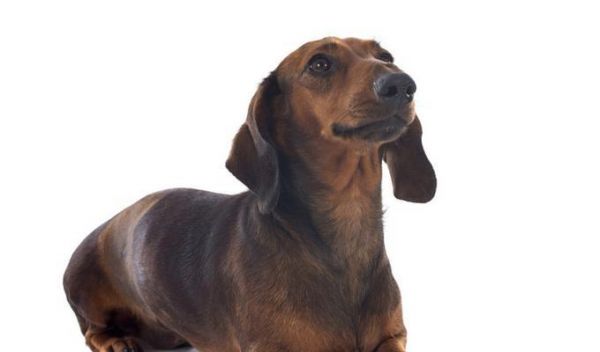 腊肠犬基本标准详解（从品种特征到养护细节，全面了解腊肠犬）