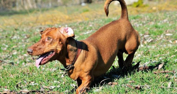 腊肠犬基本标准详解（从品种特征到养护细节，全面了解腊肠犬）