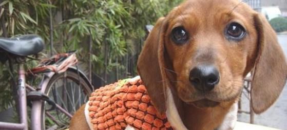 腊肠犬的饲养全攻略（养腊肠犬必知的注意事项及喂养方法）