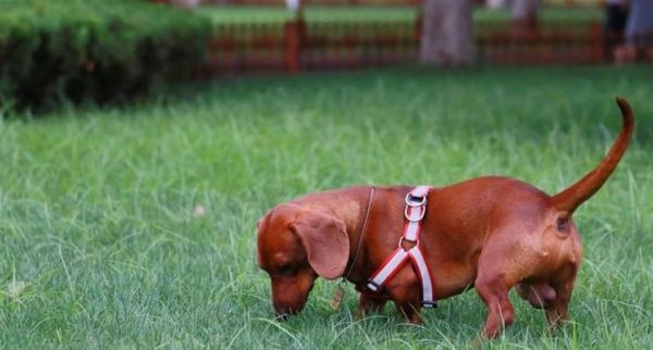 腊肠犬的饲养全攻略（养腊肠犬必知的注意事项及喂养方法）
