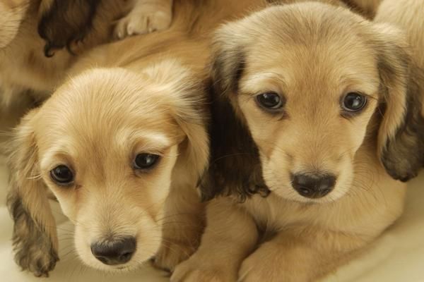 全国各省市腊肠犬价格
