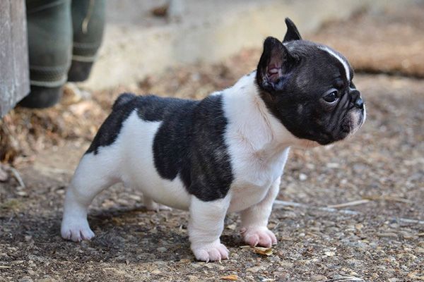 法国斗牛犬的饲养方法