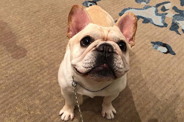 法国斗牛犬的饲养方法