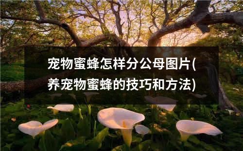 宠物蜜蜂怎样分公母图片(养宠物蜜蜂的技巧和方法)
