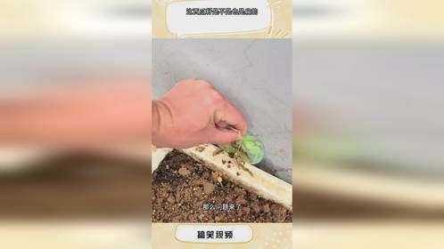 这西瓜籽是不是也是扁的