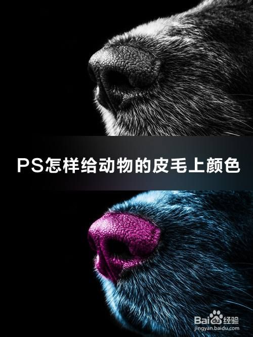 PS怎样给动物的皮毛上颜色