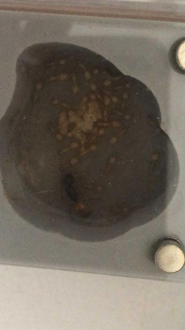纯新手养蚂蚁有什么建议？-有驾