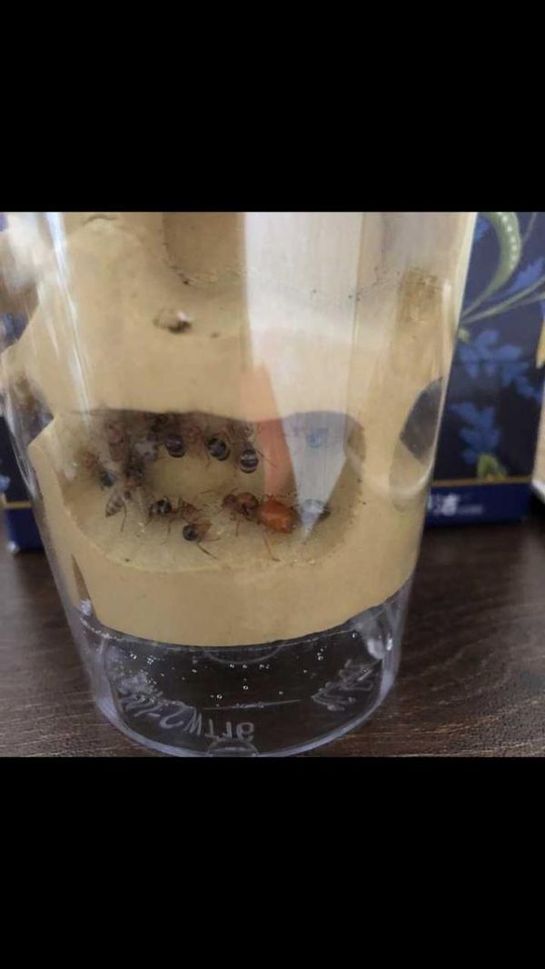 纯新手养蚂蚁有什么建议？-有驾