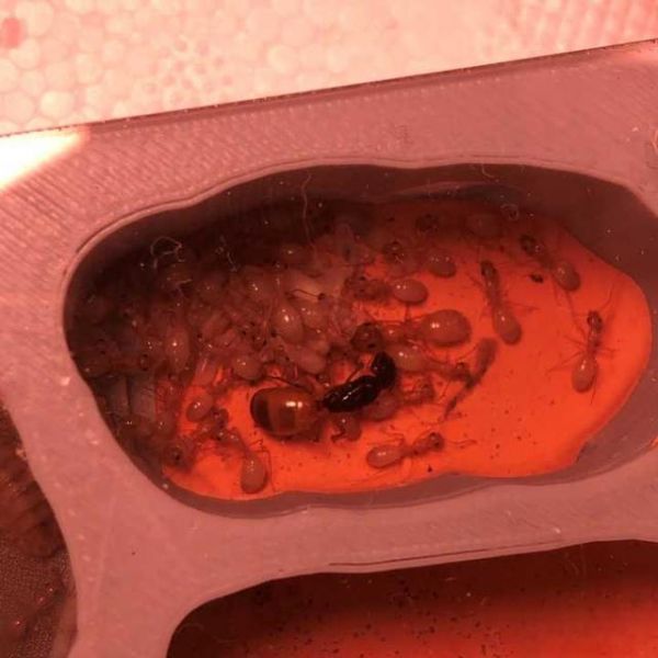 纯新手养蚂蚁有什么建议？-有驾