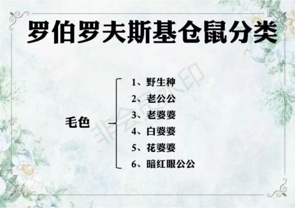 一文带你走进仓鼠世界：仓鼠种类之罗伯罗夫斯基仓鼠