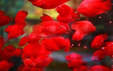 鹦鹉鱼如何起头