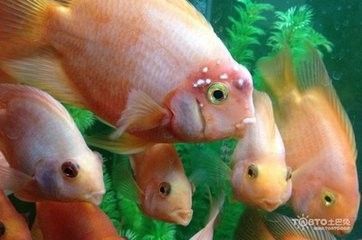 鹦鹉鱼如何起头
