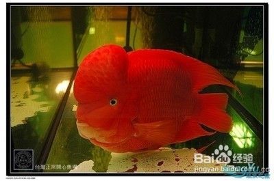 如何鉴别各类鹦鹉鱼