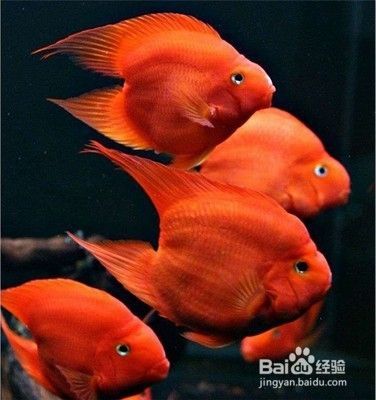 如何鉴别各类鹦鹉鱼